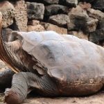 Mueren ocho niños y una adulta, tras comer carne de tortuga en Tanzania Mueren ocho niños y una adulta, tras comer carne de tortuga en Tanzania