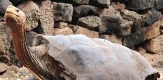 Mueren ocho niños y una adulta, tras comer carne de tortuga en Tanzania