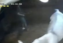 Arrestan a estudiante por abusar sexual de una yegua embarazada