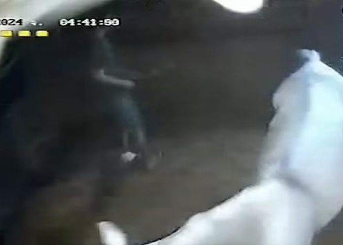 Arrestan a estudiante por abusar sexual de una yegua embarazada