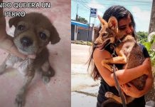 Rescata a un coyote creyendo era un perrito, su historia es viral Rescata a un coyote creyendo era un perrito, su historia es viral