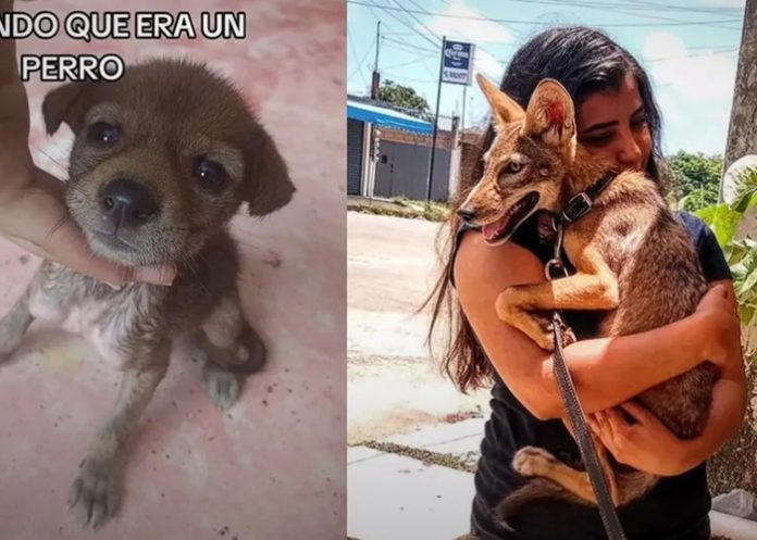 1 Rescata a un coyote creyendo era un perrito, su historia es viral