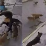 Captan el ataque de al menos 4 perros que se avientan sobre dos jóvenes