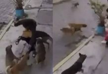 Captan el ataque de al menos 4 perros que se avientan sobre dos jóvenes Captan el ataque de al menos 4 perros que se avientan sobre dos jóvenes