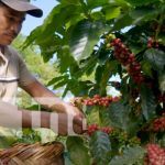 Foto: El Gorrión y otras cooperativas se preparan para exportar café a China tras el TLC/TN8