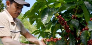Foto: El Gorrión y otras cooperativas se preparan para exportar café a China tras el TLC/TN8
