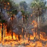 Paraguay enfrenta crisis: ¡Más de 100 incendios activos arrasan tras intensa ola de calor! Foto: Paraguay enfrenta crisis: ¡Más de 100 incendios activos arrasan tras intensa ola de calor! / Cortesía