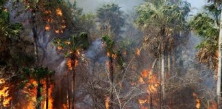 Foto: Paraguay enfrenta crisis: ¡Más de 100 incendios activos arrasan tras intensa ola de calor! / Cortesía