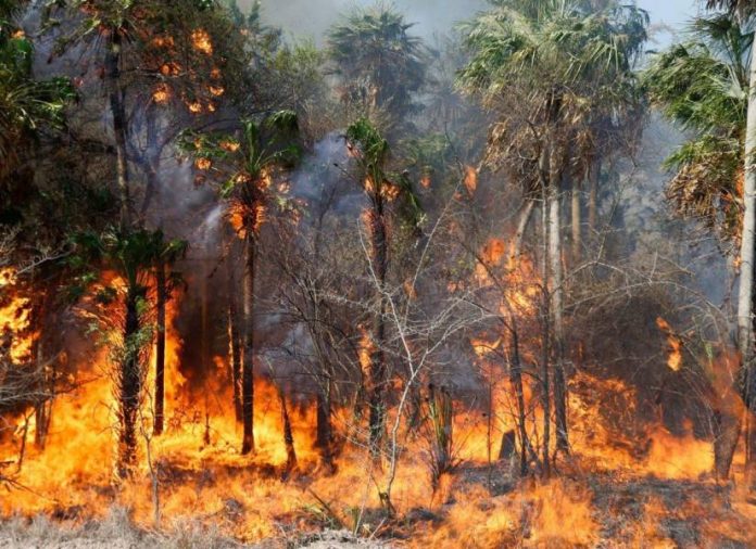 1 Foto: Paraguay enfrenta crisis: ¡Más de 100 incendios activos arrasan tras intensa ola de calor! / Cortesía