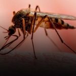 Se confirman menos contagios de enfermedades epidémicas en Nicaragua Se confirman menos contagios de Leptospirosis y Dengue en Nicaragua