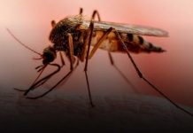 Se confirman menos contagios de enfermedades epidémicas en Nicaragua Se confirman menos contagios de Leptospirosis y Dengue en Nicaragua