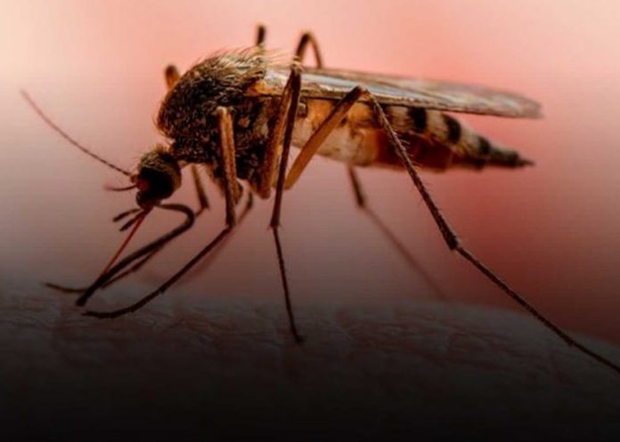 1 Se confirman menos contagios de Leptospirosis y Dengue en Nicaragua