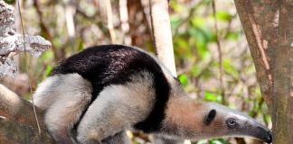 Liberan 58 especímenes de fauna silvestre, en el Parque Nacional Volcán Masaya
