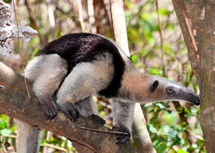 1 Liberan 58 especímenes de fauna silvestre, en el Parque Nacional Volcán Masaya