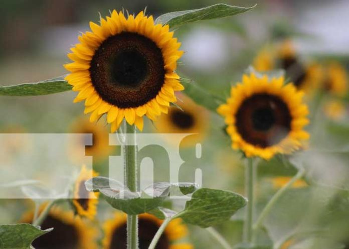 1 Foto: Descubre el paraíso floral de Heliconias en Catarina: ¡Un tour creativo te espera!/TN8