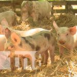 En Nicaragua la producción de carne bovina incrementa En Nicaragua la producción y productividad de carne bovina incrementa