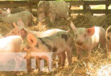 En Nicaragua la producción y productividad de carne bovina incrementa