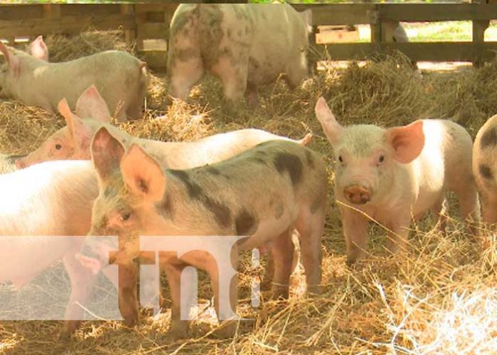 En Nicaragua la producción y productividad de carne bovina incrementa