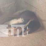 Foto: Osa Hormiguera rescatada en Chinandega durante ola de calor extrema/TN8