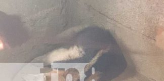 Foto: Osa Hormiguera rescatada en Chinandega durante ola de calor extrema/TN8
