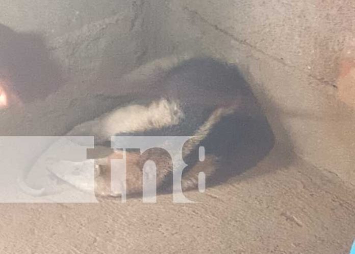 1 Foto: Osa Hormiguera rescatada en Chinandega durante ola de calor extrema/TN8