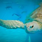 Tanzania : Ocho niños y un adulto mueren luego de comer carne de tortuga marina Foto: Desgarrador suceso en Tanzania /cortesía