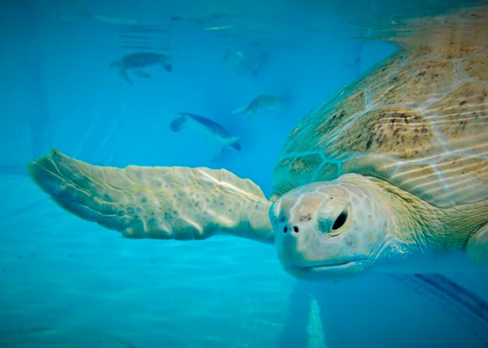 Foto: Desgarrador suceso en Tanzania /cortesía