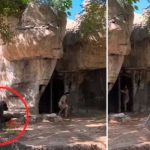 ¡Clase susto! Gorila persigue a dos mujeres en Texas, Estados Unidos ¡Clase susto! Gorila persigue a dos mujeres en Texas, Estados Unidos