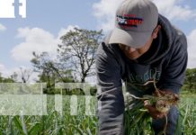 Diversificación agrícola: Estelí, epicentro de inversiones en cultivos no tradicionales Foto: Diversificación agrícola: Estelí, epicentro de inversiones en cultivos no tradicionales/TN8