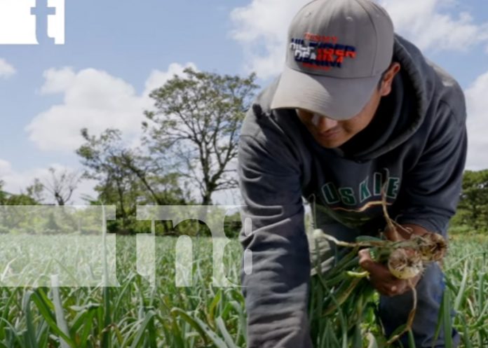 2 Foto: Diversificación agrícola: Estelí, epicentro de inversiones en cultivos no tradicionales/TN8