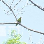 Niños aprenden sobre árboles en el Arboretum Nacional de Managua