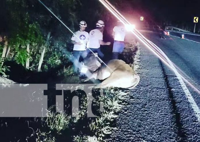 2 Foto: Un motociclista fallecido y otro lesionado al impactar contra un semoviente en Nueva Segovia/TN8