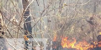Incendio consume 10 manzanas de superficie en una propiedad en Granada