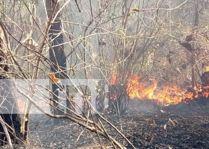 3 Incendio consume 10 manzanas de superficie en una propiedad en Granada
