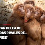 ¡Increíble batalla!: Monos rivales se enfrentan en las calles de Tailandia Foto:¡Increíble batalla!: Monos rivales se enfrentan en las calles de Tailandia/Cortesía