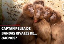 ¡Increíble batalla!: Monos rivales se enfrentan en las calles de Tailandia Foto:¡Increíble batalla!: Monos rivales se enfrentan en las calles de Tailandia/Cortesía