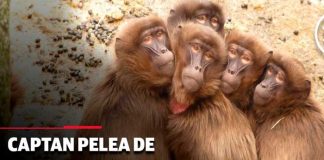 Foto:¡Increíble batalla!: Monos rivales se enfrentan en las calles de Tailandia/Cortesía