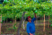 Productores en Matagalpa implementan tecnología para mejorar genética del maracuyá