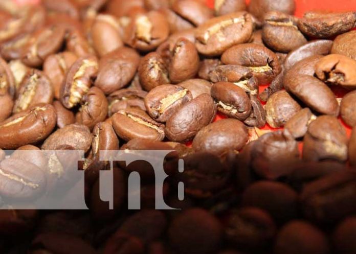 Foto: Cooperativa de Madriz se certifica para exportar a China / TN8