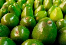 Encuentran aguacates con cocaína en Colombia