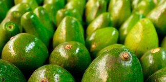 Encuentran aguacates con cocaína en Colombia