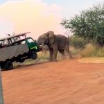 ¡Clase susto! Elefante enfurecido embiste camión lleno de turistas en Sudáfrica Elefante enfurecido ataca a turistas en Sudáfrica