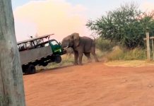 ¡Clase susto! Elefante enfurecido embiste camión lleno de turistas en Sudáfrica Elefante enfurecido ataca a turistas en Sudáfrica