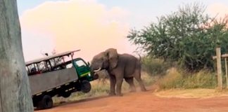 Elefante enfurecido ataca a turistas en Sudáfrica