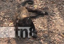 Monos Congos se desploman de árboles debido al golpe de calor en la zona de Matiguás Monos congos de Matiguás reciben golpe de calor