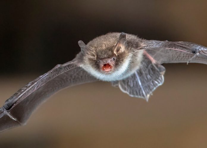 Invasión de murciélagos provoca cierre de sede ministerial en Uruguay