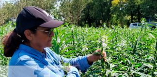 Productores de Nicaragua reciben capacitación