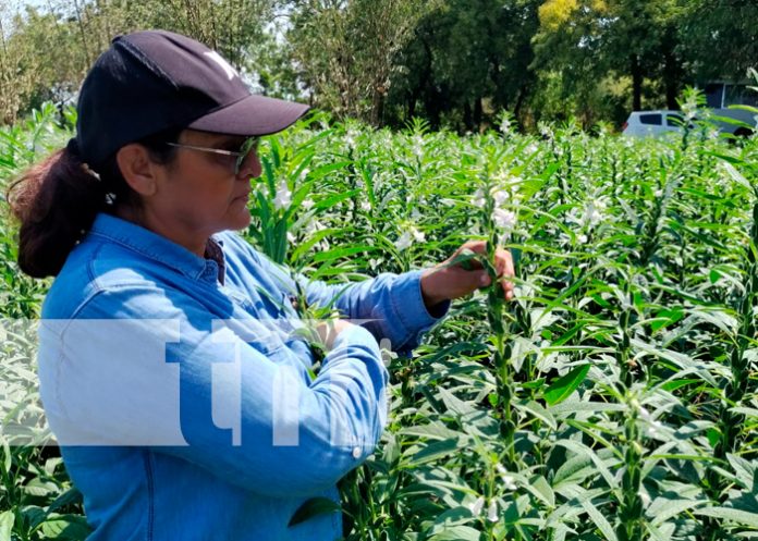 nota2 Productores de Nicaragua reciben capacitación