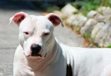 Ataque de perros en Costa Rica 