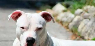 Ataque de perros en Costa Rica 
